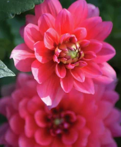 Vårlök Nelson Garden Dekorativdahlia Låg Bluesette Mörkrosa