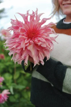 Vårlök Nelson Garden Dekorativdahlia Hög Penhill Watermelon