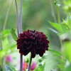 Vårlök Nelson Garden Dekorativdahlia Hög Manoa Vinröd
