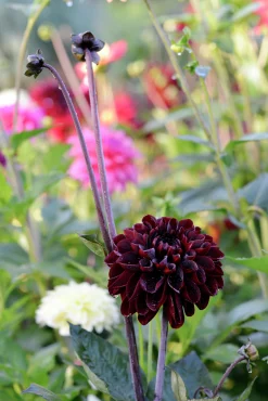 Vårlök Nelson Garden Dekorativdahlia Hög Manoa Vinröd