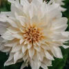 Vårlök Nelson Garden Dekorativdahlia Hög Cafe au Lait