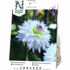Vårlök Nelson Garden Dekorativdahlia Låg Crazy Love Vit/rosa