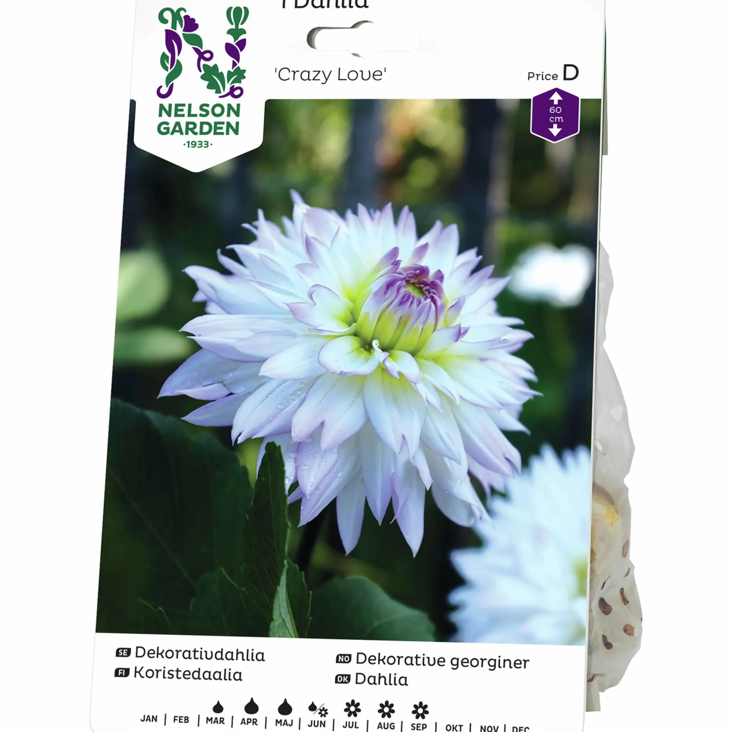 Vårlök Nelson Garden Dekorativdahlia Låg Crazy Love Vit/rosa
