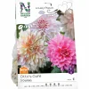 Vårlök Nelson Garden Dekorativdahlia Lovely Match Otto's Café