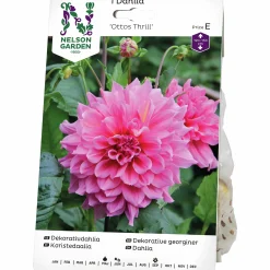 Vårlök Nelson Garden Dekorativdahlia