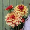 Vårlök Nelson Garden Dekorativdahlia Cream de Cognac