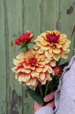Vårlök Nelson Garden Dekorativdahlia Cream de Cognac