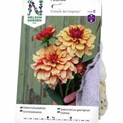 Vårlök Nelson Garden Dekorativdahlia Cream de Cognac