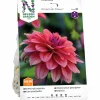 Vårlök Nelson Garden Dekorativdahlia 'American Dawn' Låg