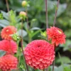 Vårlök Nelson Garden Dekorativdahlia Zundert Mystery Fox