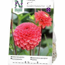 Vårlök Nelson Garden Dekorativdahlia Zundert Mystery Fox