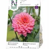 Vårlök Nelson Garden Dekorativdahlia Salmon Runner