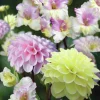 Vårlök Nelson Garden Gladiolus Dahlia Rebecka's Dream