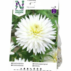 Vårlök Nelson Garden Kaktusdahlia Hög My Love Vit