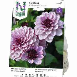 Vårlök Nelson Garden Näckrosdahlia Låg Créme de Cassis