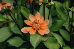 Vårlök Nelson Garden Näckrosdahlia Låg Nicholas Aprikos