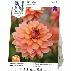 Vårlök Nelson Garden Näckrosdahlia Låg Nicholas Aprikos