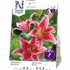 Vårlök Nelson Garden Orientalisk lilja Stargazer Rosa