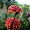 Vårlök Nelson Garden Pompondahlia Hög Cornel Bronze Apricot