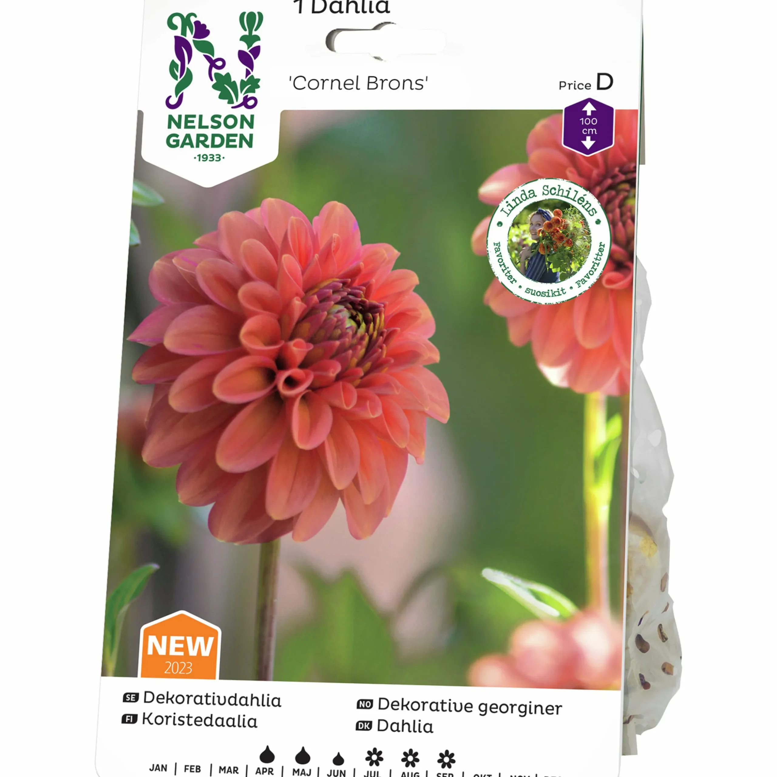 Vårlök Nelson Garden Pompondahlia Hög Cornel Bronze Apricot