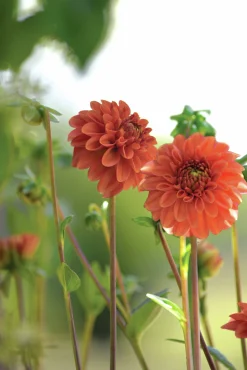 Vårlök Nelson Garden Pompondahlia Hög Cornel Bronze Apricot