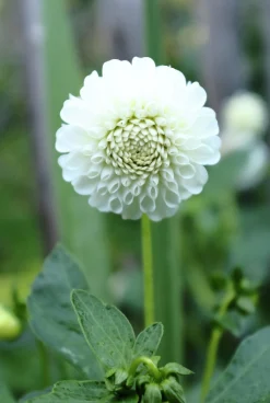 Vårlök Nelson Garden Pompondahlia Hög Snowflake Vit