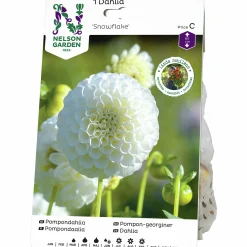 Vårlök Nelson Garden Pompondahlia Hög Snowflake Vit