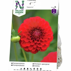 Vårlök Nelson Garden Pompondahlia Hög Nescio Röd