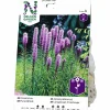 Vårlök Nelson Garden Rosenstav Liatris Spicata Lila