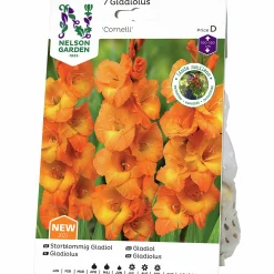 Vårlök Nelson Garden Storblommig Gladiolus Cornelli Orange