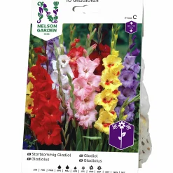 Vårlök Nelson Garden Storblommig Gladiolus Blandade färger