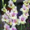 Vårlök Nelson Garden Storblommig Gladiolus Mon Amour Vitrosa