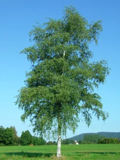 Vårtbjörk Goliath Högstam Barrotad