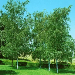 Vårtbjörk Ungträd