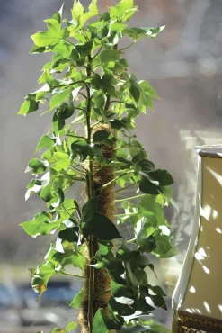 Växtstöd Nelson Garden Trä/kokos 90cm