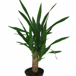 Yucca lat. Yucca gigantea
